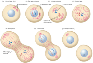 cell division